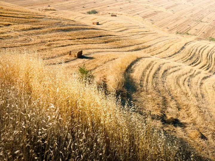 밀짚밭