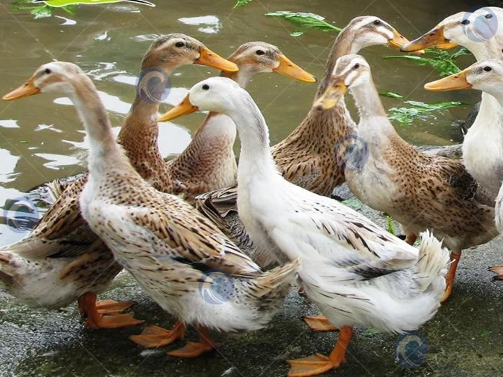 ducks